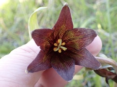 Fritillaria biflora