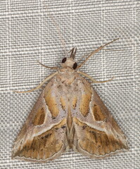Zekelita leucodonta
