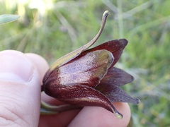 Fritillaria biflora