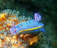 Hypselodoris bennetti