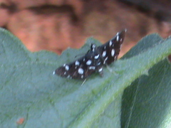 Bocchoris inspersalis