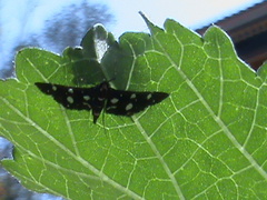 Bocchoris inspersalis