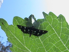 Bocchoris inspersalis