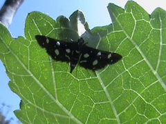 Bocchoris inspersalis