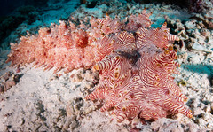 Thelenota rubralineata