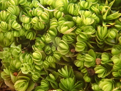 Gongylanthus ericetorum