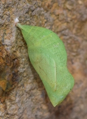 Iphiclides feisthamelii