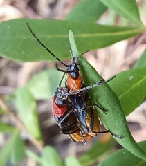 Chauliognathus tricolor