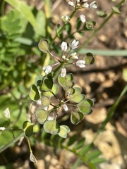 Noccaea perfoliata