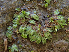 Riccia nigrella