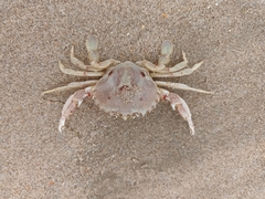 Ovalipes trimaculatus