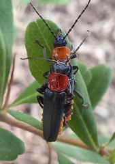 Chauliognathus tricolor