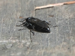 Tachysphex nigerrimus