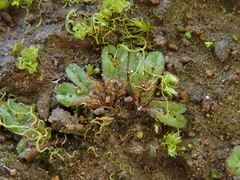 Riccia nigrella
