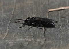 Tachysphex nigerrimus