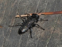 Tachysphex nigerrimus