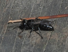 Tachysphex nigerrimus