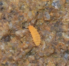 Bilobella aurantiaca