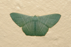 Pelagodes antiquadraria