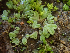Riccia crozalsii