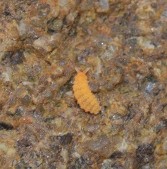 Bilobella aurantiaca