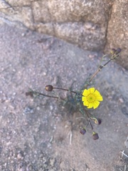 Senecio glaucus