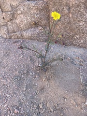 Senecio glaucus