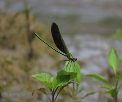 Neurobasis chinensis
