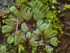 Riccia crozalsii