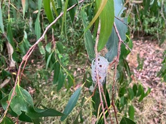 Opodiphthera eucalypti
