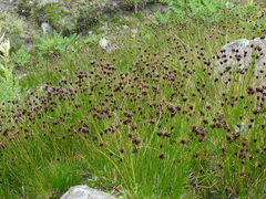 Juncus jacquinii
