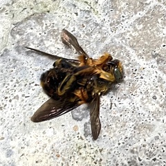 Xylocopa aestuans