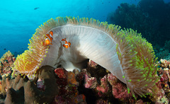 Heteractis magnifica