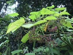 Dendrocnide moroides