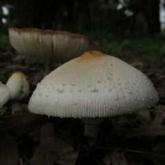 Chlorophyllum hortense