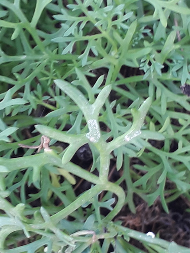 Argyranthemum frutescens subsp. succulentum image