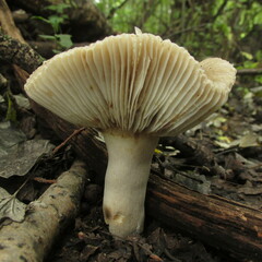 Russula sororia