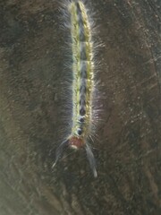 Nataxa flavescens