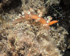 Coryphellina exoptata