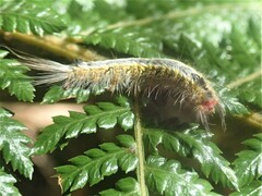 Nataxa flavescens