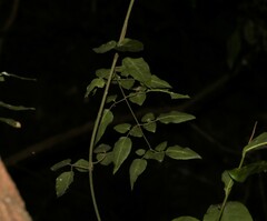 Jasminum singuliflorum