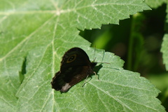 Erebia cyclopius