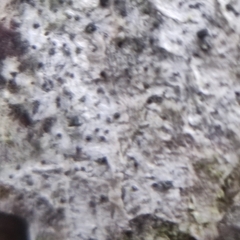 Alyxoria varia