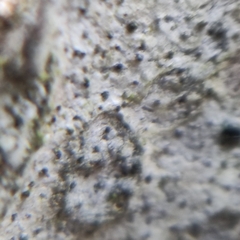 Alyxoria varia