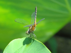 Brachydiplax chalybea