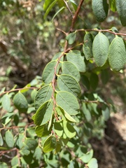 Breynia oblongifolia