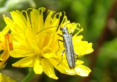 Oedemera virescens