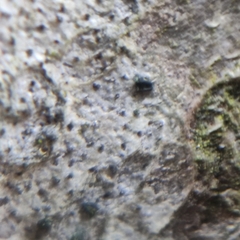 Alyxoria varia