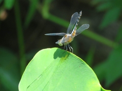 Brachydiplax chalybea