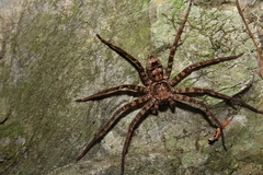 Heteropoda procera